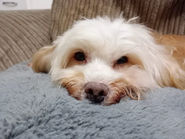 Vets4Pets - Hull Picture 5