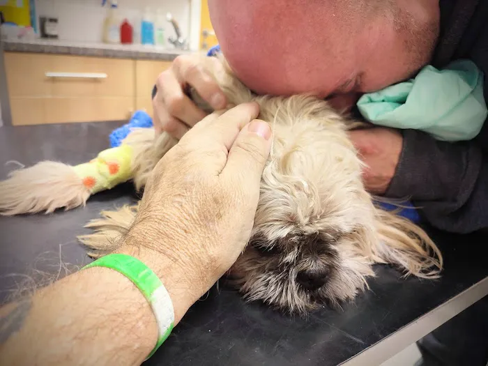 Vets Now Hull Picture 4