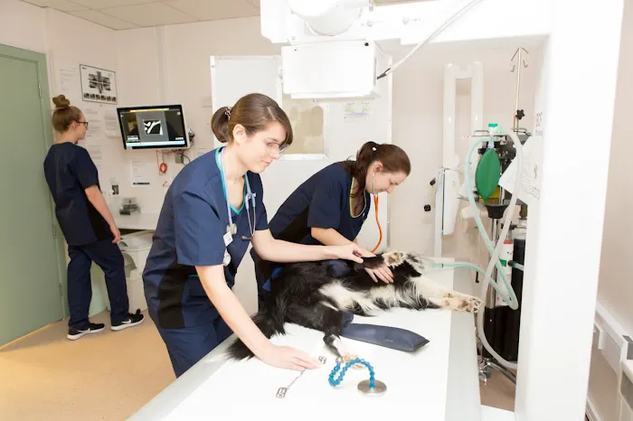 Vets Now Hull Picture 9