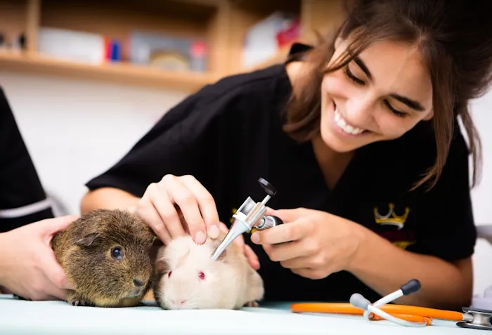 Kingston Veterinary Group Picture 3