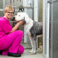 Kingston Veterinary Group ico