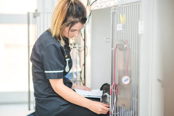 Kingston Veterinary Group Picture 10