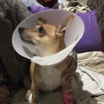 Hull PDSA Pet Hospital