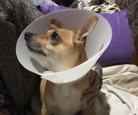 Hull PDSA Pet Hospital