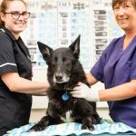 Kingston Veterinary Group