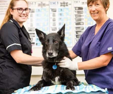 Kingston Veterinary Group