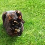 Vets4Pets - Hull Stoneferry
