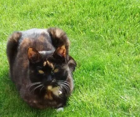Vets4Pets - Hull Stoneferry
