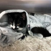 Barton Veterinary Centre ico