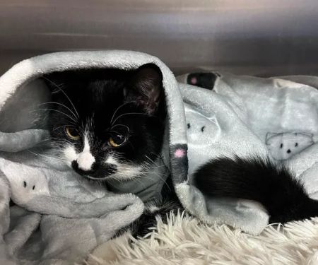 Barton Veterinary Centre