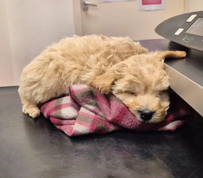Barton Veterinary Centre Picture 8