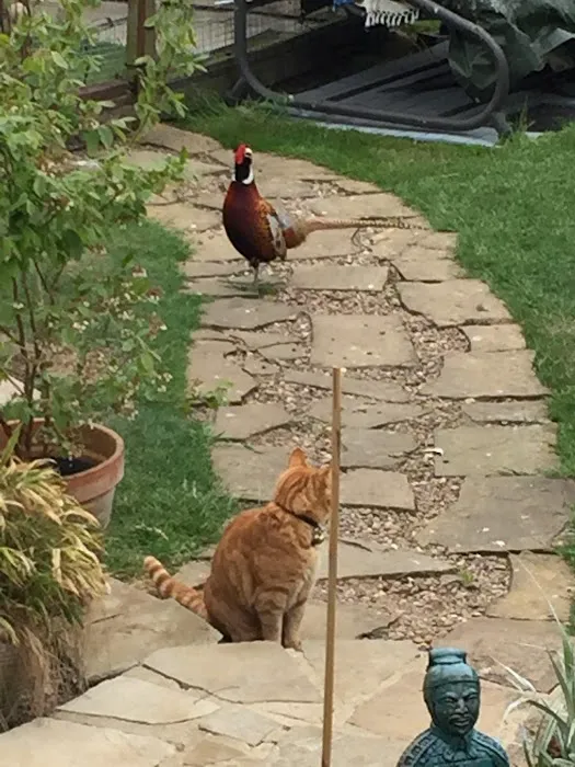 Hartleywood Cattery Picture 1