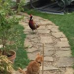 Hartleywood Cattery