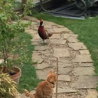 Hartleywood Cattery ico