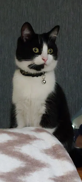 Hartleywood Cattery Picture 3