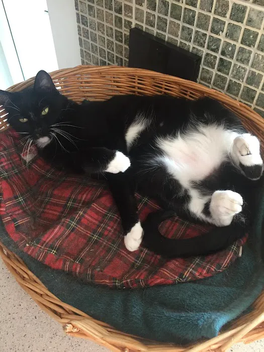 Hartleywood Cattery Picture 2