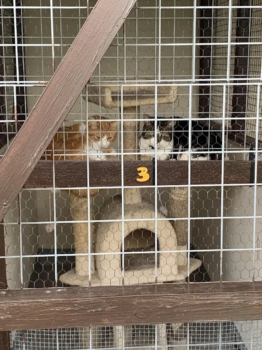 Hartleywood Cattery Picture 4