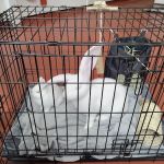 Old Courts Veterinary Centre - Barton-upon-Humber