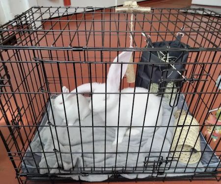 Old Courts Veterinary Centre - Barton-upon-Humber