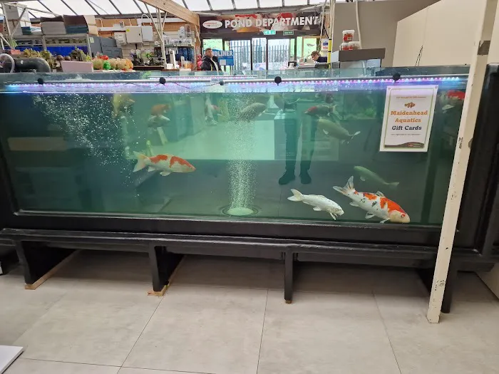 Maidenhead Aquatics Leeds North Picture 7