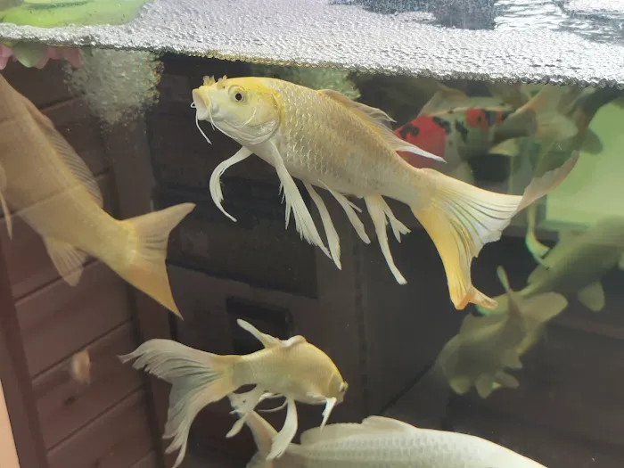 Maidenhead Aquatics Leeds North Picture 10