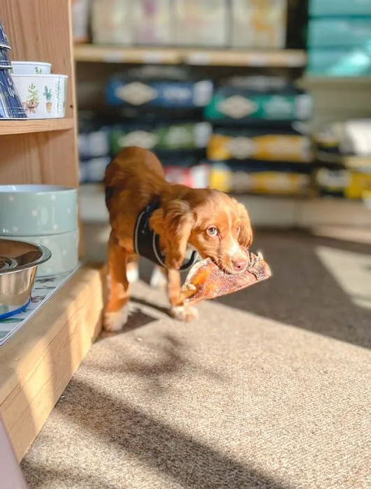 The Urban Pet Store Picture 4