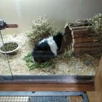 Pets at Home Colton