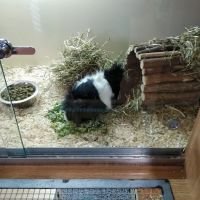 Pets at Home Colton ico