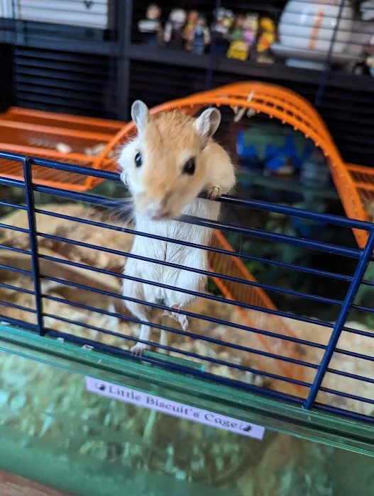 Pets at Home Colton Picture 5