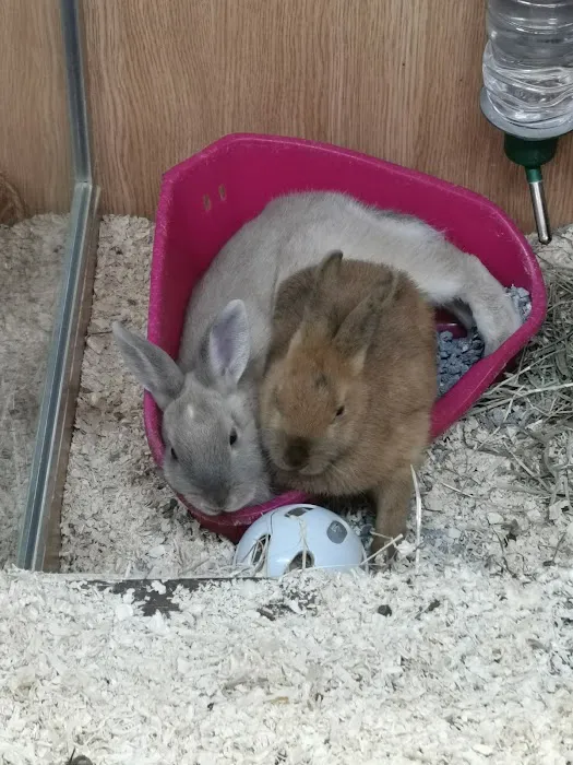 Pets at Home Colton Picture 7