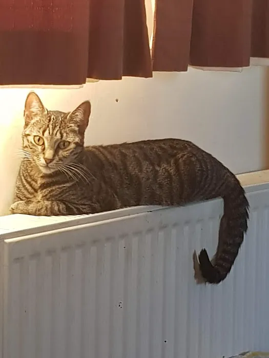 Pets at Home Colton Picture 8