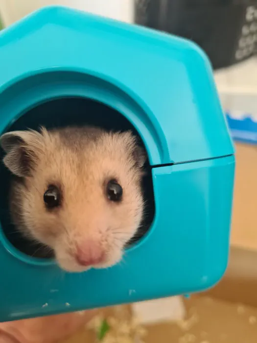 Pets at Home Hull Anlaby Picture 2