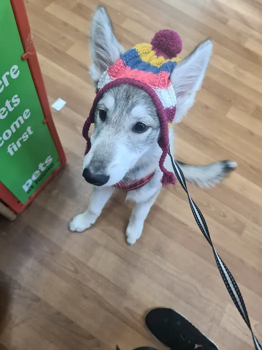 Pets at Home Hull Anlaby Picture 8