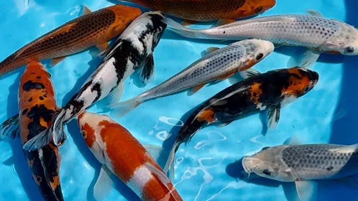 Greenwood Koi & Aquatics LTD Picture 1