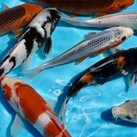 Greenwood Koi & Aquatics LTD ico