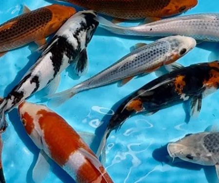 Greenwood Koi & Aquatics LTD