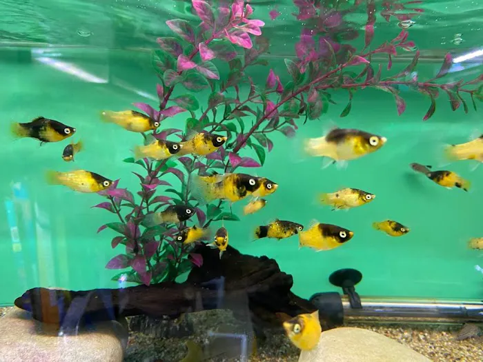 Frisby Aquatics Picture 8