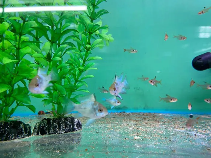 Frisby Aquatics Picture 4