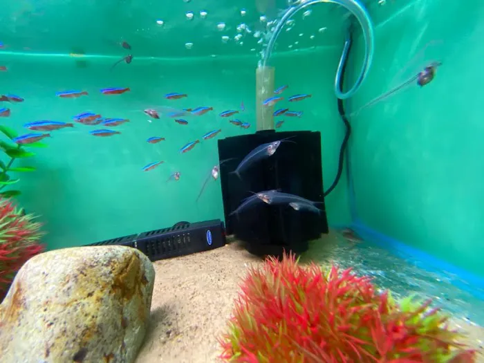 Frisby Aquatics Picture 5