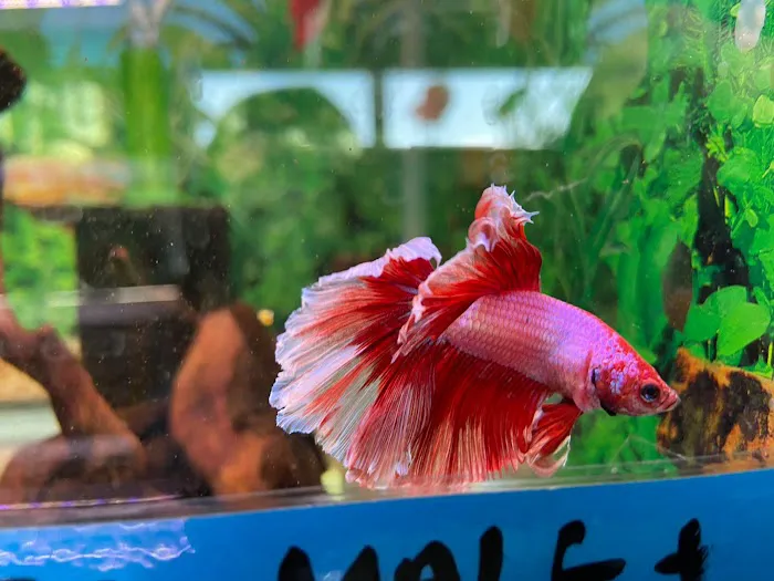 Frisby Aquatics Picture 7