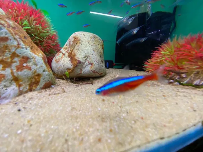 Frisby Aquatics Picture 10