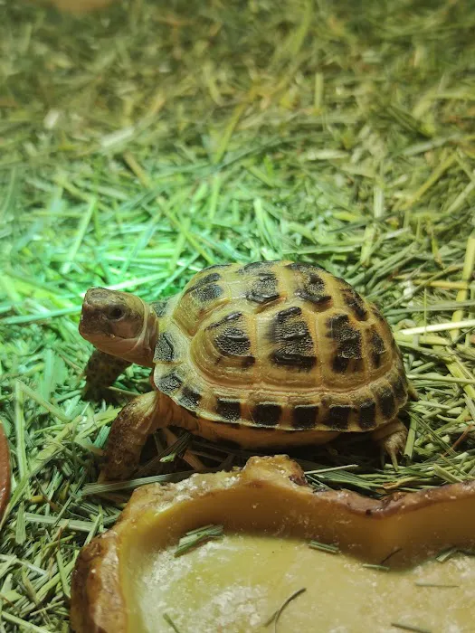 Happy Tortoise Habitat Picture 2