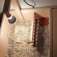 Happy Tortoise Habitat ico