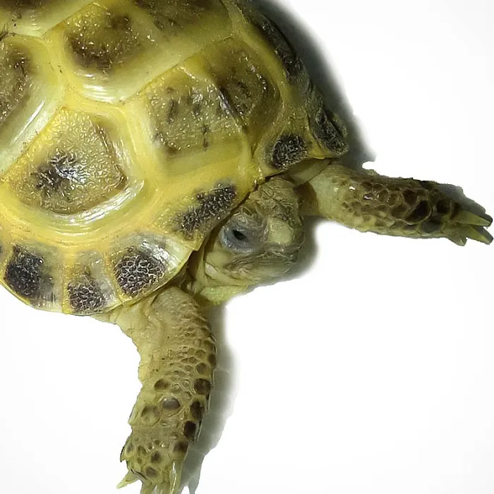 Happy Tortoise Habitat Picture 5