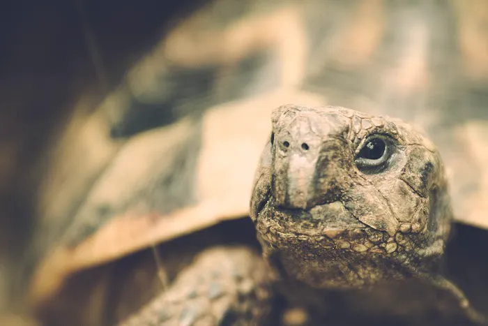Happy Tortoise Habitat Picture 7