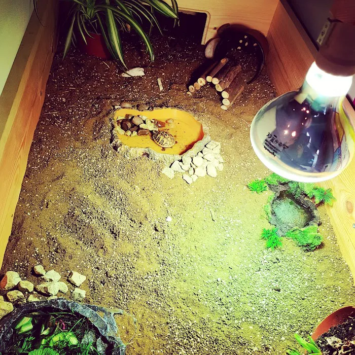 Happy Tortoise Habitat Picture 10