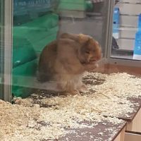 Pets at Home Hull ico