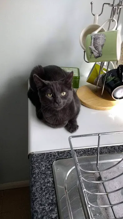 Pets at Home Hull Picture 8