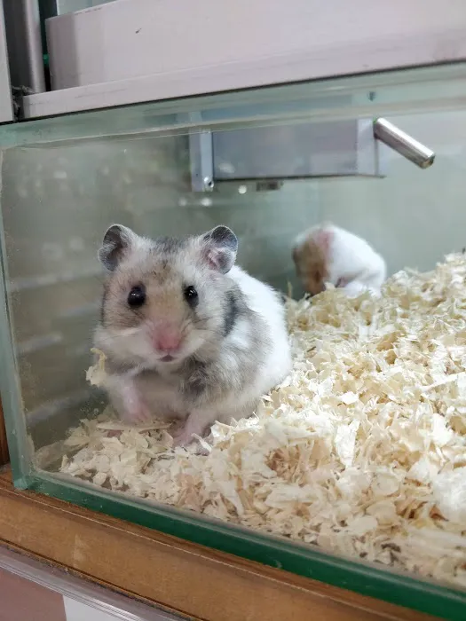 Pets at Home Hull Picture 10