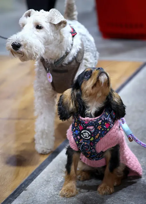 Jollyes - The Pet People Hull Picture 9